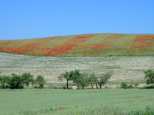 Poppies, Poppies, Poppies...
